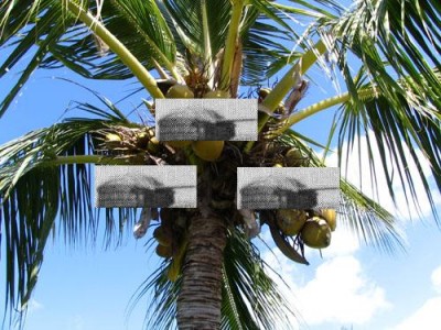 coconut_tree_gun.JPG