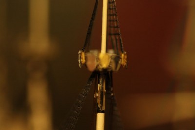 Forafinish59.jpg