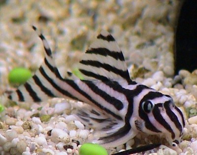 hypancistrus_zebra.jpg